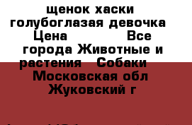 щенок хаски  голубоглазая девочка › Цена ­ 12 000 - Все города Животные и растения » Собаки   . Московская обл.,Жуковский г.